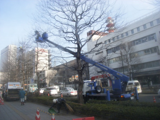 青葉区愛宕上杉通街路樹剪定